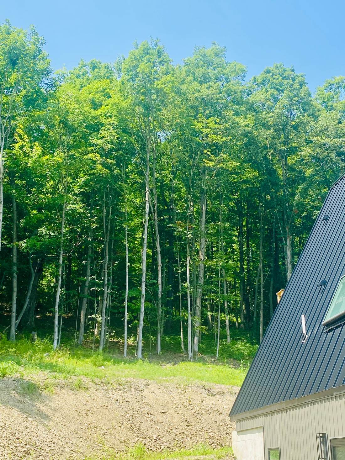 Reflection Ridge — Wooded hillside behind the cabin
